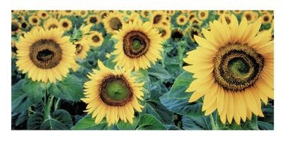 Sunflowers by Tim Gartside Wall Art Décor 19 3/4 x 39 1/2 Art Print