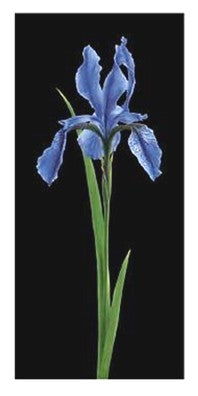 Iris by Andrea Fontana Wall Art Décor 39 1/2 x 19 3/4 Art Print