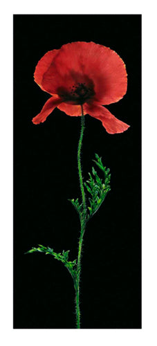 Poppy by Andrea Fontana Wall Art Décor 39 1/2 x 19 3/4 Art Print