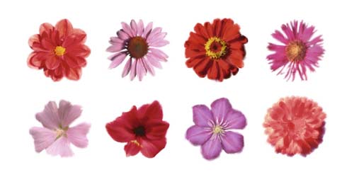 Petales Rouges et Roses by Tasmin Phoenix Wall Art Décor 19 3/4 x 39 1/2 Art Print