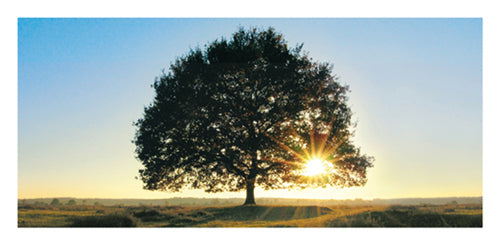 Framed Lonely Tree in De Hoge Veluwe, the Netherlands by Jan Lens