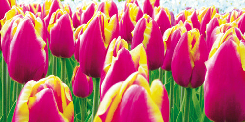 Tulips by Jan Lens: Vibrant Floral Wall Art Print | Shop Now