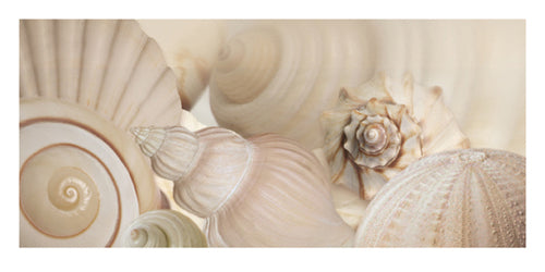Shells I by Jan Lens - Coastal & Abstract Seashell Wall Art Print