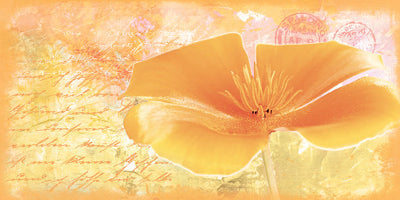 Framed Yellow Flower by Andrea Haase | 19 3/4 x 39 1/2