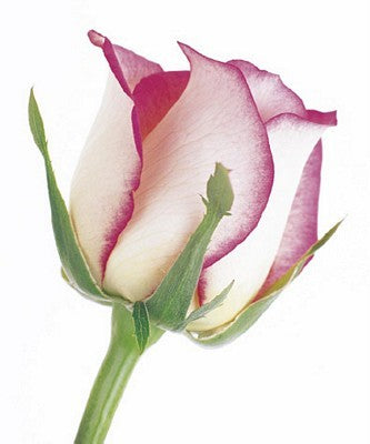 Rose in Bloom by Tim Smith - Floral Wall Art Print | 23x18 " Decor