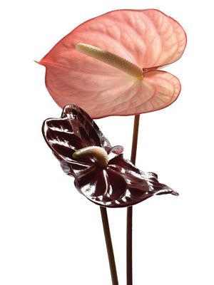Anthurium by Ben Davies Art Print - 31x23 " Botanical Wall Art Decor