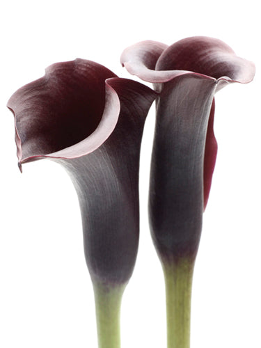 Zantedeschia by Ben Davies - 31 " Wall Art Print