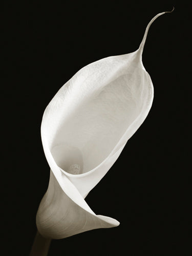 Calla I by Ben Davies Art Print - Modern Floral Wall Décor