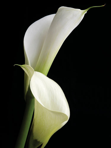 The Picnic by Jan Balet - Charming Wall Art Print for Your Home Décor