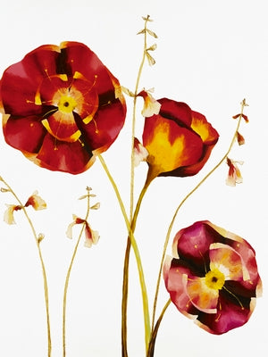 Poppies by Julia Ogden Wall Art Décor 31 1/2 x 23 1/2 inch Art Print