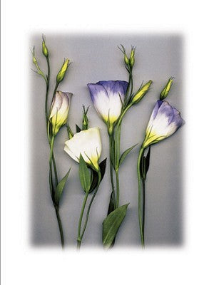 Framed Blue Lizzianthus by Bruce Brown | 31 1/2 x 23 1/2