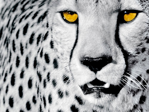 White Cheetah by Rocco Sette - Modern Wildlife Art Print 23.5 x 19.75 " Wall Decor