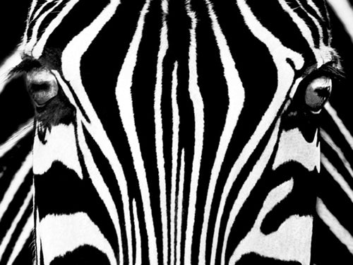 Black & White I by Rocco Sette - Abstract Wall Art Print | Modern Decor 23.5 x XX