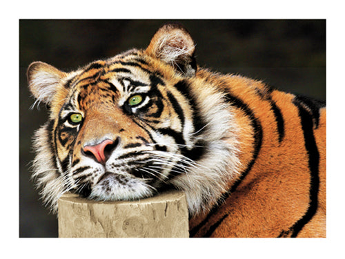 Framed Lazy Tiger by Tony Wallbank | 23 1/2 x 31 1/2