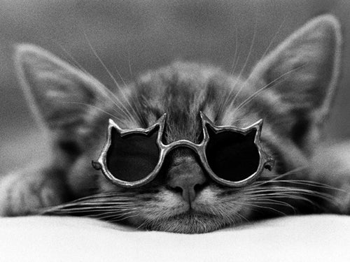 Cool Cat I Art Print by Photography Collection - Modern Feline Wall Decor 23.5 x 31.5