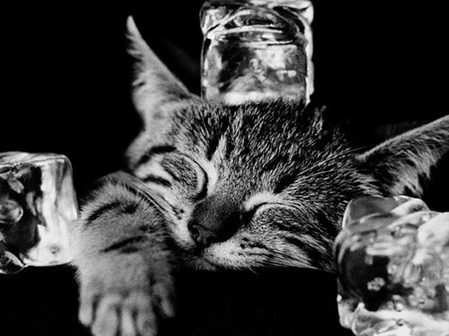 Cool Cat II Photography Print - Modern Feline Wall Art Décor 23.5 x 31.5 inches