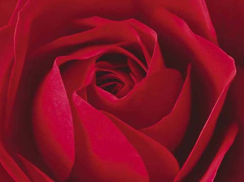 L'Important, c'est la Rose Wall Art Print by Photography Collection - 23.5 x 31.5 Floral Home Decor