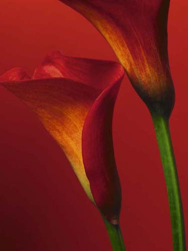 Framed Red Calla Lilies by Photography Collection | 31 1/2 x 23 1/2