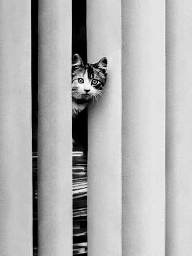 Eduoard Golbin Chat Curieux Art Print - Whimsical Cat Wall Decor 31.5 x 24.5