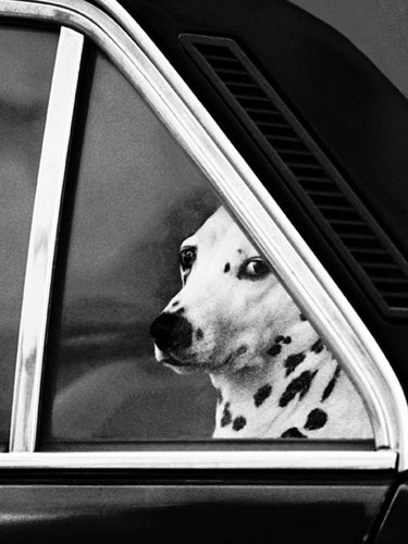 Noblesse Oblige by Eduoard Golbin Art Print - Elegant 31.5 x 24.5 Wall Décor