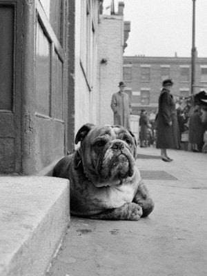 Framed Lazy Bulldog at Camden Town by John Gay | 31 1/2 x 23 1/2