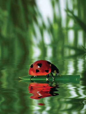 Framed Marienkäfer (Ladybug) by Stefan Körber | 31 1/2 x 23 1/2