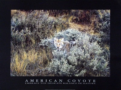 American Coyote Art Print by Michael Francis - Wildlife Wall Decor 23.5 x 19.5 inches