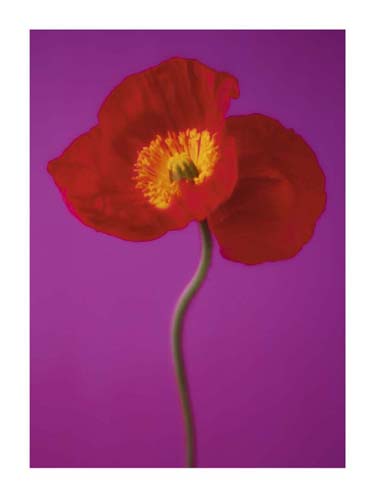 Red Poppy by Masao Ota Wall Art Décor 31 1/2 x 23 1/2 Art Print