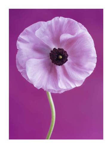 White Poppy by Jeanene Scott Wall Art Décor 31 1/2 x 23 1/2 Art Print
