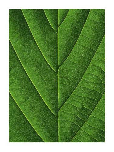Verdant Form I by Laurent Bessol Wall Art Décor 31 1/2 x 23 1/2 Art Print
