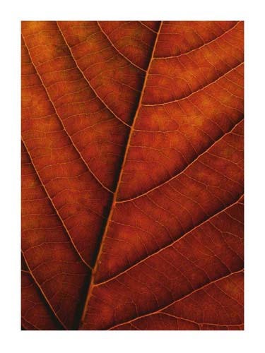 Verdant Form II by Photography Collection Wall Art Décor 31 1/2 x 23 1/2 Art Print