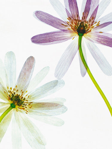 Translucence by Jay Cowie Wall Art Décor 31 1/2 x 23 1/2 Art Print