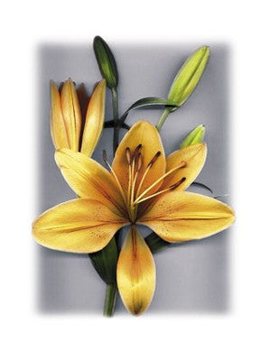 Yellow Lily by Bruce Brown Wall Art Décor 31 1/2 x 23 1/2 Art Print