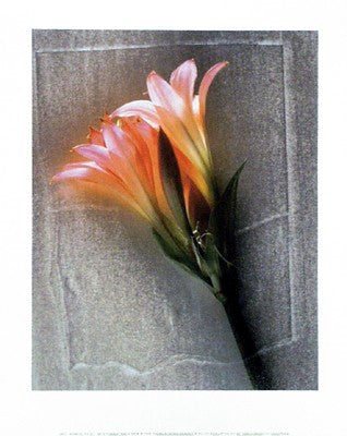 Amarylis by Shoji Yoshida Wall Art Décor 11 3/4 x 9 1/2 Art Print