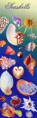 Exquisite Seashells Art Print by Kim Sanda - Coastal Wall Décor 36 x 11 ¾ inch