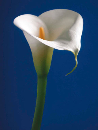 Calla on Blue I by Alex Sedgwick Wall Art Décor 11 3/4 x 9 1/2 Art Print