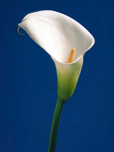 Calla on Blue II by Alex Sedgwick Wall Art Décor 11 3/4 x 9 1/2 Art Print