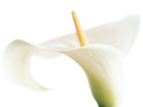 Calla on White by Den Reader | Elegant Floral Art Print for Modern Décor