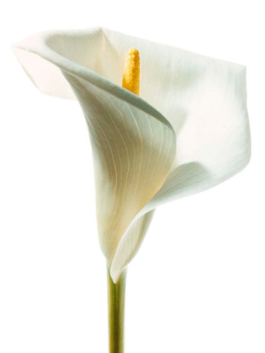 Lily in Bloom I by Photography Collection: Elevate Your Space with Stunning Floral Art