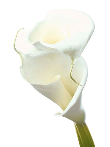 Lily in Bloom II by Photography Collection Wall Art Décor 11 3/4 x 9 1/2 Art Print