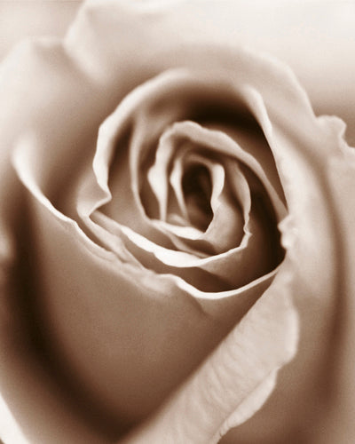 Heart of the Rose by Sue Kennedy Wall Art Décor 11 3/4 x 9 1/2 Art Print