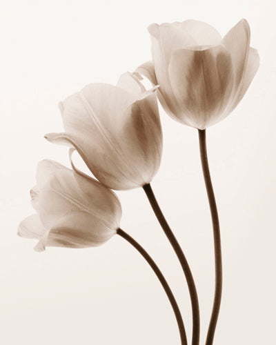 Composition with Three Tulips by Tim Smith Wall Art Décor 11 3/4 x 9 1/2 Art Print
