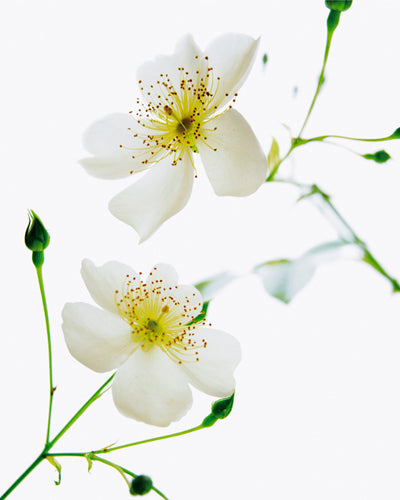 Shades in Nature by Bryce Atwell Wall Art Décor 11 3/4 x 9 1/2 Art Print