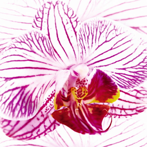 Orchid I by Mel Allen Wall Art Décor 27 1/2 x 27 1/2 Art Print