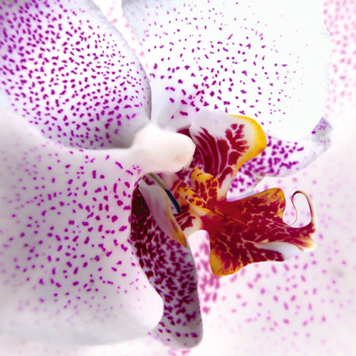 Orchid II by Mel Allen Wall Art Décor 27 1/2 x 27 1/2 Art Print
