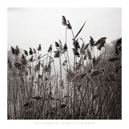 Prospect Lake Grasses by Henri Silberman Wall Art Décor 27 1/2 x 27 1/2 Art Print