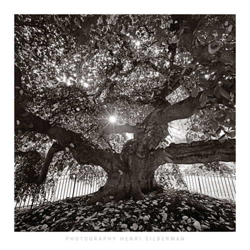 Under Camperdown Elm, Prospect Park by Henri Silberman - Museum-Quality Wall Art Print