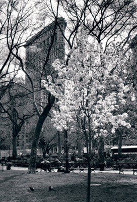Flatiron, Spring by Igor Maloratsky Wall Art Décor 19 x 13 Art Print