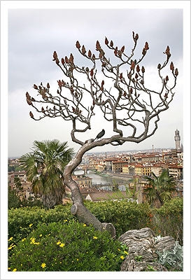 Framed Birds on a Dante Tree by Igor Maloratsky | 19 x 13