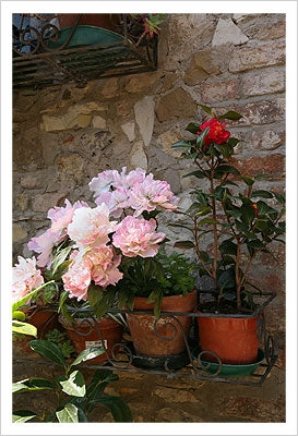 Framed Pink Flowers, Montefiorale by Igor Maloratsky | 19 x 13